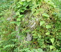 Picture Title - Natural Camouflage (2)