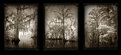 Picture Title - Louisiana Weeping Triptych