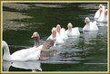 Picture Title - "Ducks in a Row"