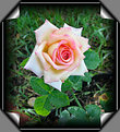 Picture Title - High Humidity Rose