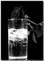 Picture Title - ice & wine & rose