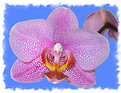 Picture Title - The Orchid