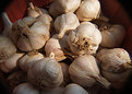 Picture Title - Garlic