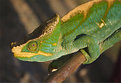 Picture Title - Parson's chameleon