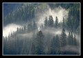 Picture Title - Evergreens with Fog