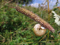 Picture Title - Snail 2