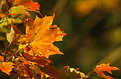 Picture Title - Signs of Autum
