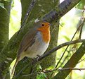 Picture Title - The Robin.