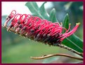 Picture Title - Australian Native