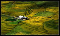 Picture Title - Terraced fields