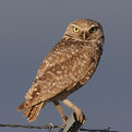 Picture Title - Burrowing Owl