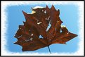 Picture Title - A Falling Leaf