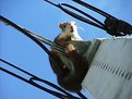 Picture Title - A Dormouse in Spain