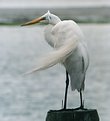 Picture Title - White Heron 