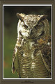 Picture Title - Horn Owl