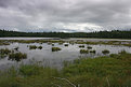 Picture Title - Wetlands
