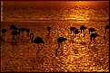Picture Title - Flamingos at sunset