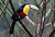 A brazilian Toucan
