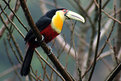 Picture Title - A brazilian Toucan