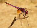 Picture Title - Red Dragonfly