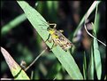 Picture Title - Little Grasshopper