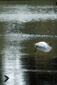 Picture Title - Crossing nature