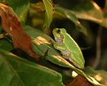 Picture Title - A Little Green Frog