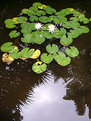 Picture Title - Sunken garden