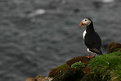 Picture Title - Puffin