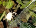 Picture Title - Garden Spider