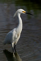 Picture Title - Snowy Egret