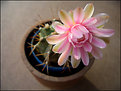 Picture Title - cactus