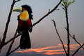 Picture Title - more Toucans...