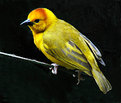 Picture Title - Yellow Bird