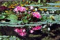Picture Title - Water Lilies and Reflection