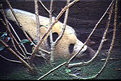 Picture Title - Panda pixelated