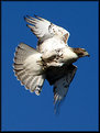 Picture Title - Red-tailed Hawk (juvenile)
