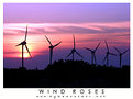 Picture Title - windroses