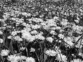 Picture Title - Daisy Fields Forever...