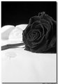 Picture Title - shirt & rose