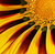 Sunny Flower Abstract