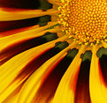 Picture Title - Sunny Flower Abstract