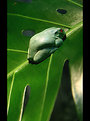 Picture Title - small frog on leaf