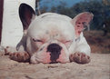 Picture Title - French Bulldog Jang