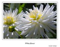 Picture Title - White Flower