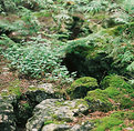 Picture Title - Forest Floor