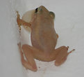 Picture Title - Coqui