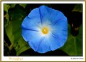 Picture Title - Morning Glory 2