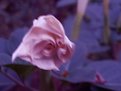 Picture Title - Datura Bud the Morning After Bloom