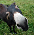 Picture Title - Nosey